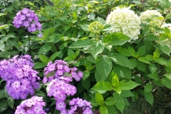 Hortensian ´Limelight´ passar med lila